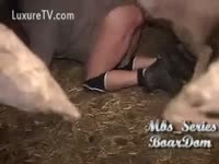 Perverted pig fucking inside straw floored pen